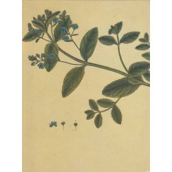 Flora Danica og det danske hof (Bog)