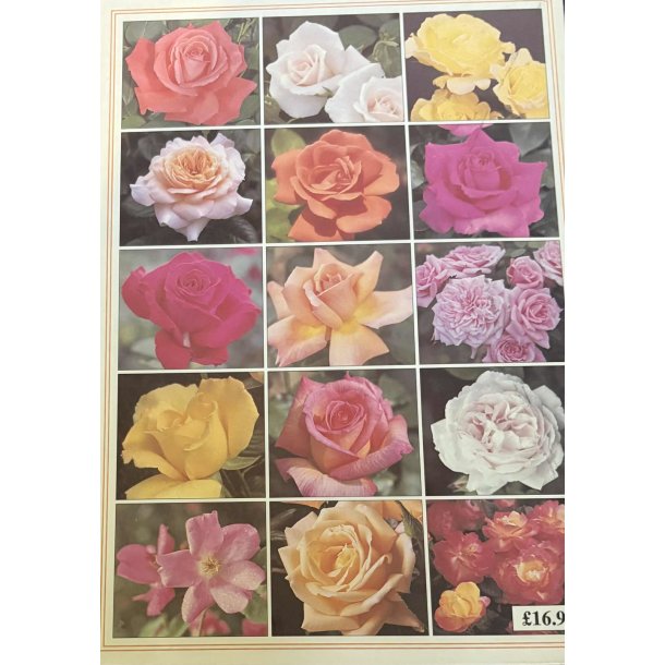The photographic encyclopedis of Roses (Bog)
